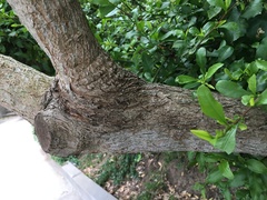 Baccharis pilularis