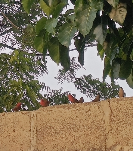 Red-billed Firefinch