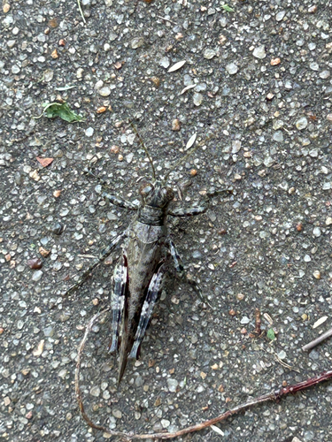 Pine tree Spur-throat Grasshopper
