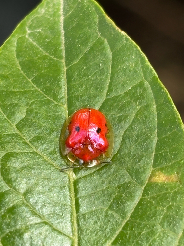 Golden Tortoise Beetle