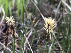 Carex garberi