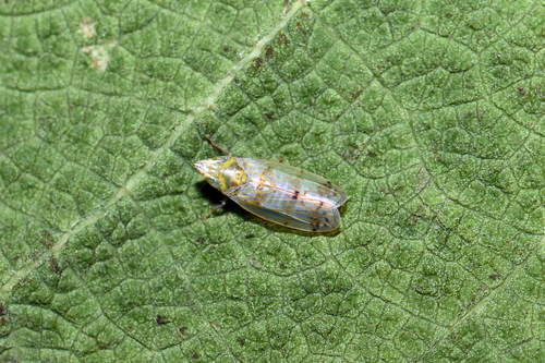 Japanese Maple Leafhopper