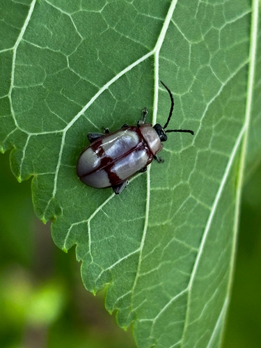 Omophoita equestris