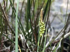 Carex garberi