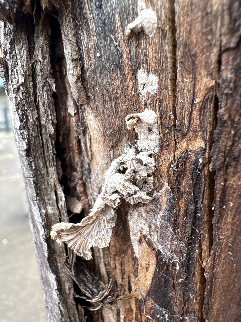 splitgill mushroom · September 2026 · photo: Photo: (c) leafhopper89, some rights reserved (CC BY) · iNaturalist