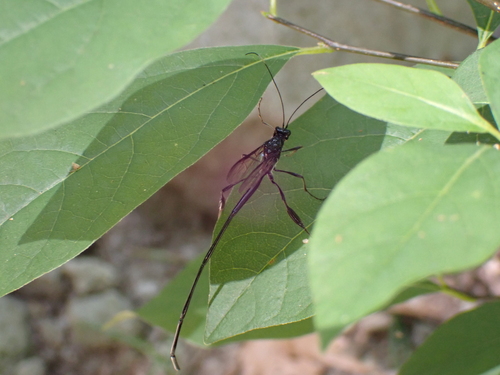 American Pelecinid Wasp