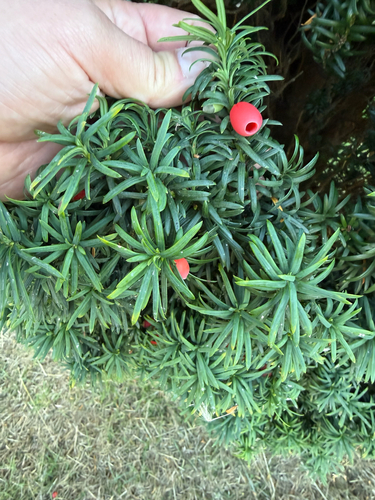 common yew