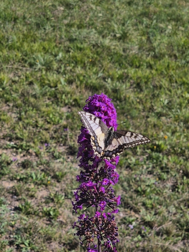 Old World Swallowtail