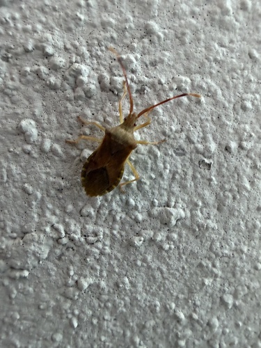 Box Bug