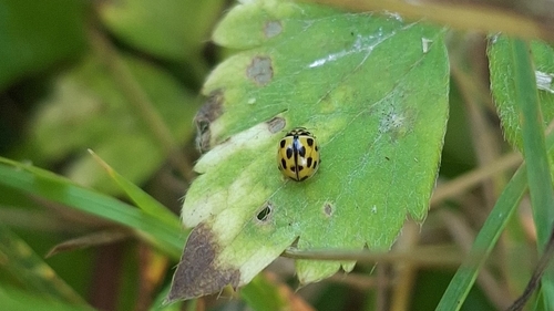 Fourteen-spotted Lady Beetle