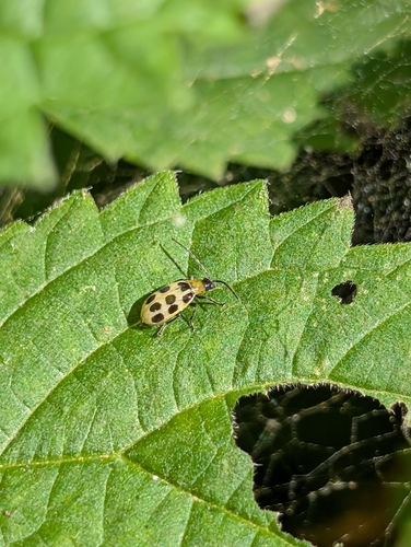 Spotted Cucumber Beetle