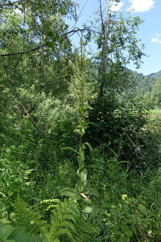 Veratrum lobelianum, photograph 3