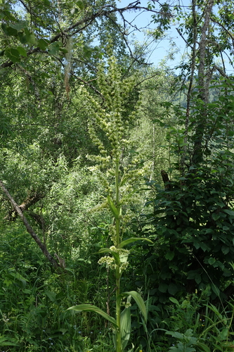 Veratrum lobelianum, photograph 2
