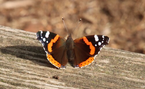 Red Admiral