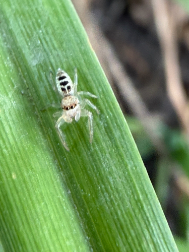 White-jawed Jumping Spider