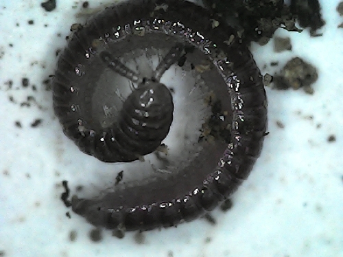 Rhinotus purpureus