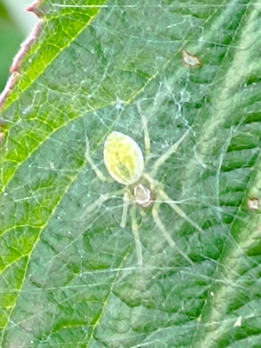 Green Meshweaver