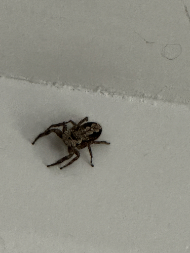 Tan Jumping Spider