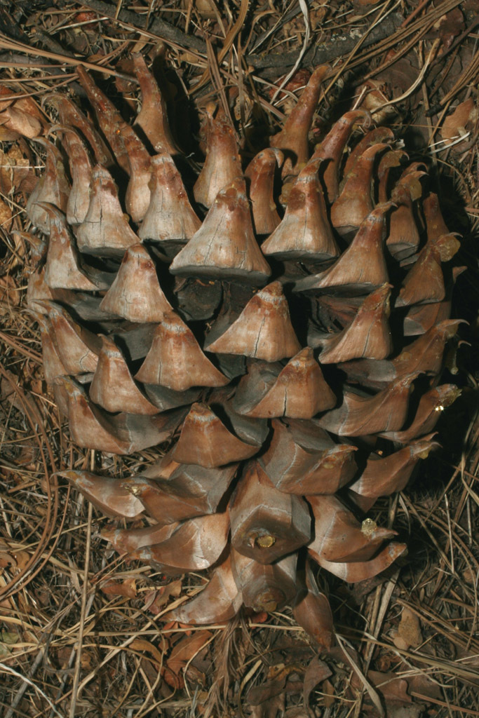 gray pine (Trees & Shrubs of the Sunol Region - BioBlitz) · iNaturalist ...