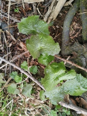 Parasenecio kamtschaticus