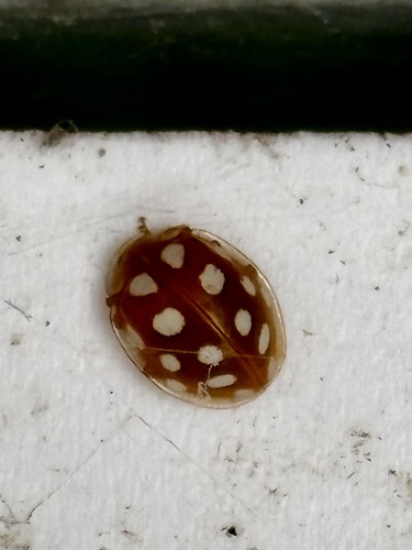 Orange Ladybird