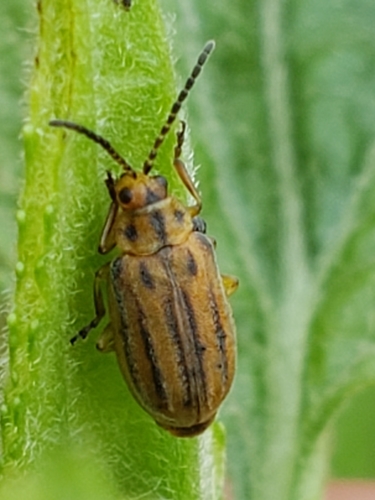 Boneset Leaf Beetle photo 5