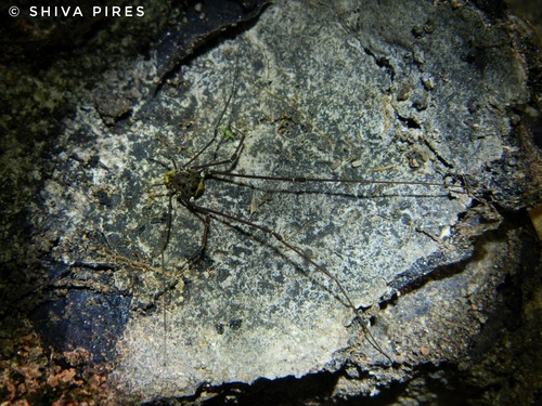 daddy longlegs