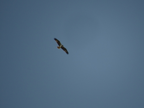 Osprey