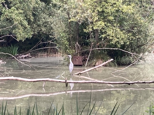 Grey Heron