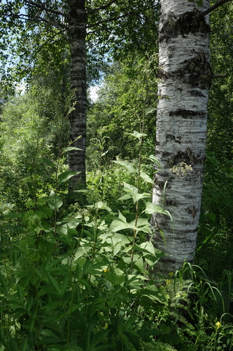 Parasenecio hastatus, photograph 5