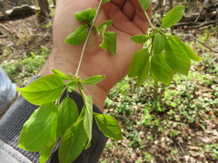 Syringa reticulata