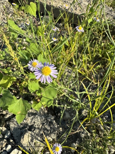 southern annual saltmarsh aster