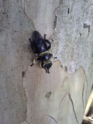 Autumn Laphria
