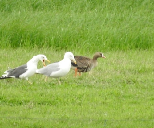 Greater White-fronted Goose