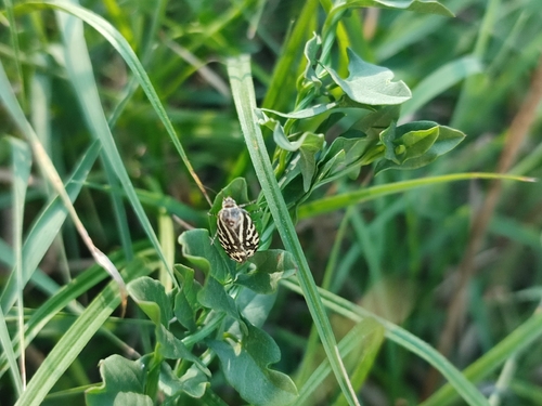 Spotted Sulphur