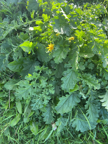 ragwort