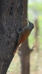 Lepidocolaptes souleyetii