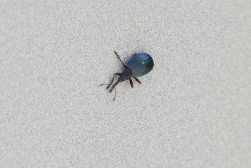 Holotrichapion pisi