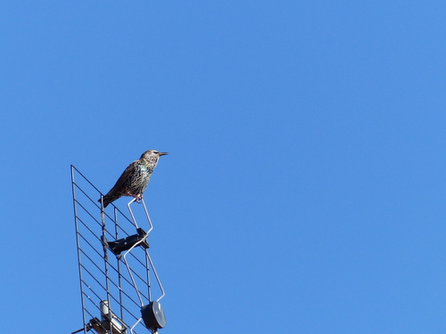 European Starling