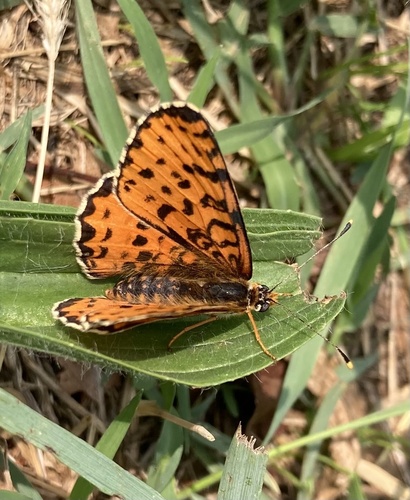 Spotted Fritillary