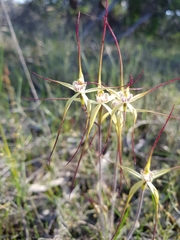 Caladenia straminichila
