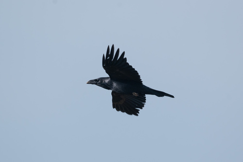 Common Raven