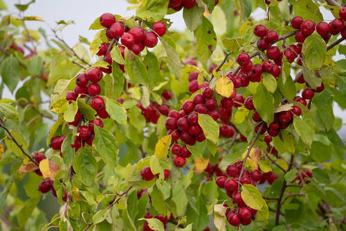 Pear-leaf Crabapple