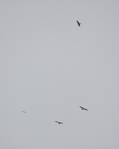 Black Kite