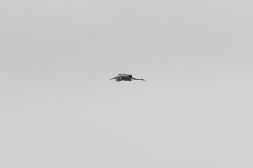 Grey Heron