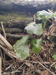 Parasenecio kamtschaticus