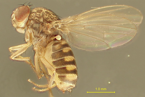 Drosophila hydei observed 2026-09-15