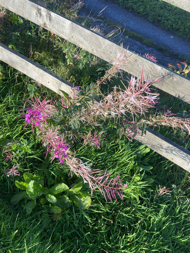 fireweed