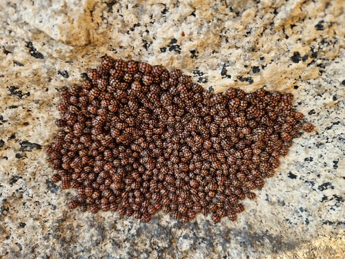 Potato Lady Beetle