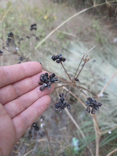 Smyrnium olusatrum, photograph 5